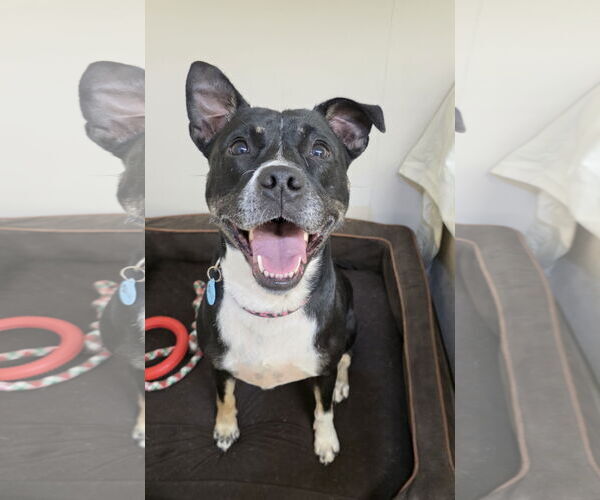 Medium Photo #5 Mutt Puppy For Sale in Rockaway, NJ, USA