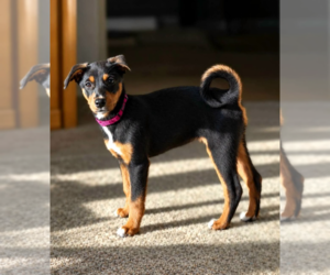 Doberman Pinscher-Unknown Mix Dogs for adoption in Buffalo, MN, USA