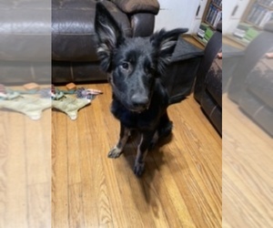 German Shepherd Dog Puppy for sale in BROOKFIELD, IL, USA