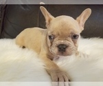 Small Photo #21 French Bulldog Puppy For Sale in BALDWIN PARK, CA, USA