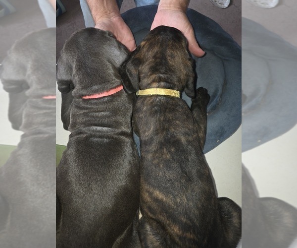 Medium Photo #33 Cane Corso Puppy For Sale in BLANCA, CO, USA