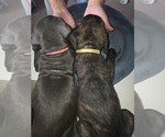 Small #32 Cane Corso