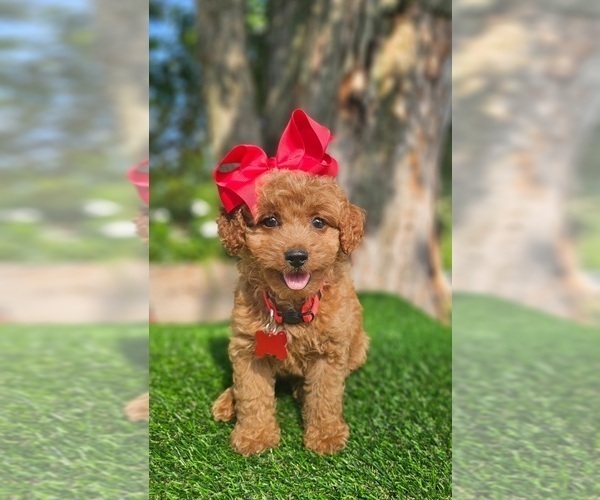 Medium Photo #1 Goldendoodle-Poodle (Toy) Mix Puppy For Sale in INDIANAPOLIS, IN, USA