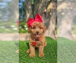 Small Goldendoodle-Poodle (Toy) Mix