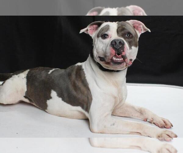 Medium Photo #3 American Pit Bull Terrier Puppy For Sale in Burbank, CA, USA