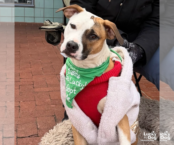 Medium Photo #6 Mutt Puppy For Sale in Washington, DC, USA