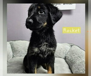Rocket Freedom - Male Labrador Retriever-Unknown Mix Dog for Adoption - Photo #2