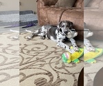 Small Photo #9 Great Dane Puppy For Sale in HOUSTON, TX, USA