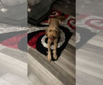 Small Goldendoodle