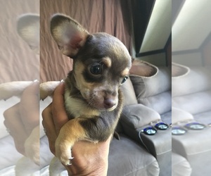 Chihuahua Puppy for sale in SYRACUSE, IN, USA