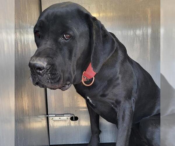 Medium Photo #1 Mastiff-Unknown Mix Puppy For Sale in San Antonio, TX, USA