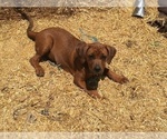 Small Photo #1 America Bandogge Mastiff-Mastiff Mix Puppy For Sale in FORT GARLAND, CO, USA