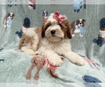 Small #3 Cavapoo (Miniature)