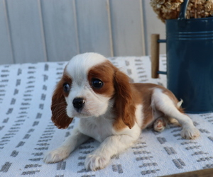Cavalier King Charles Spaniel Puppy for sale in HONEY BROOK, PA, USA