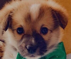 Pembroke Welsh Corgi Puppy for sale in HAVRE, MT, USA