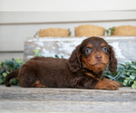 Puppy Cullen Dachshund