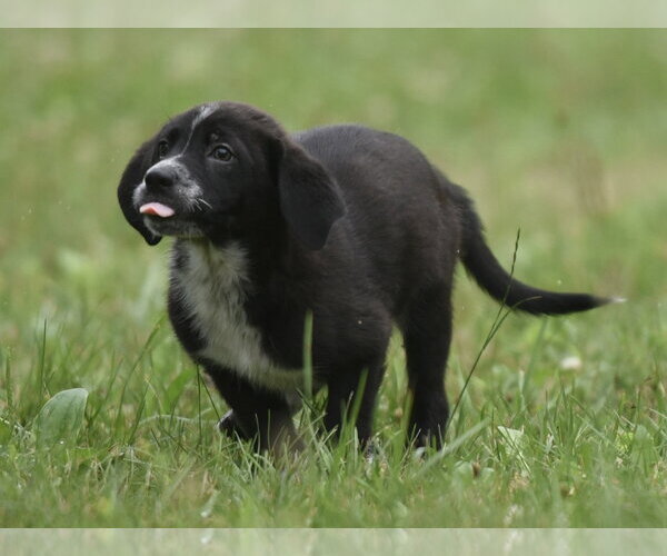 Medium Photo #6 Retriever -Unknown Mix Puppy For Sale in Mechanicsburg, PA, USA