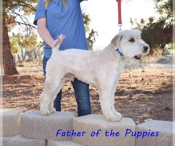 Medium Photo #1 Soft Coated Wheaten Terrier Puppy For Sale in PHELAN, CA, USA