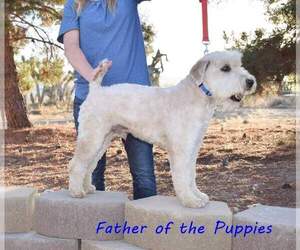 Father of the Soft Coated Wheaten Terrier puppies born on 04/30/2026