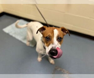 Medium American Pit Bull Terrier-Labrador Retriever Mix