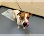 Small American Pit Bull Terrier-Labrador Retriever Mix