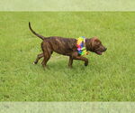 Small #2 American Staffordshire Terrier Mix