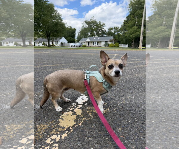 Medium Photo #4 Chiweenie Puppy For Sale in Oakhurst, NJ, USA