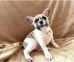 Small Photo #12 French Bulldog Puppy For Sale in SANTA MONICA, CA, USA