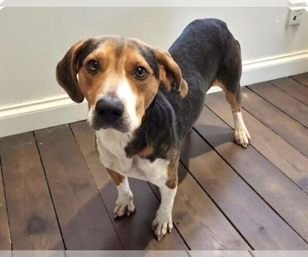 Medium Photo #1 Beagle Puppy For Sale in Dunnellon, FL, USA