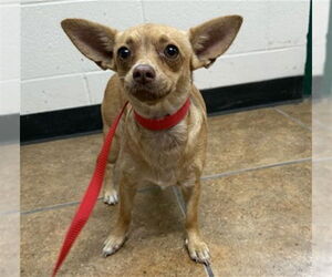Chihuahua Dogs for adoption in San Bernardino, CA, USA