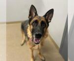 Small German Shepherd Dog