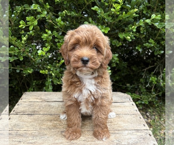 Medium Photo #4 Goldendoodle (Miniature) Puppy For Sale in MIDDLEBURY, IN, USA