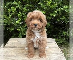 Small #3 Goldendoodle (Miniature)