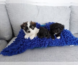 ShihPoo Puppy for sale in MIDDLEBURY, IN, USA