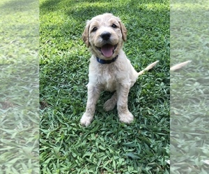 Goldendoodle Puppy for sale in WOODLAND, AL, USA