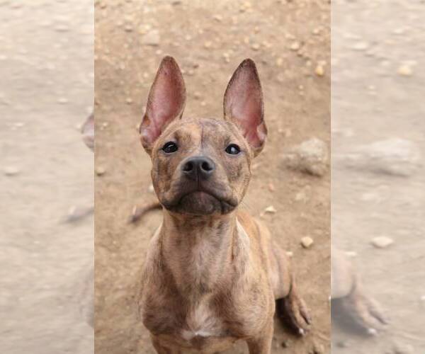 Medium Photo #3 Mutt Puppy For Sale in Philadelphia, PA, USA