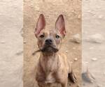 Small #2 Mutt