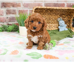 Small #7 Cavapoo (Miniature)