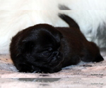 Small Photo #80 Pug Puppy For Sale in WINNSBORO, TX, USA