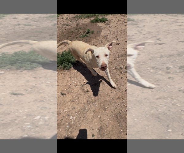 Medium Photo #2 Labrador Retriever-Unknown Mix Puppy For Sale in Amarillo, TX, USA