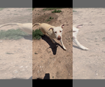 Small #1 Labrador Retriever Mix