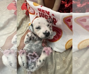 Medium Dalmatian