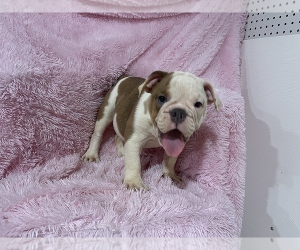 Medium Photo #2 English Bulldog Puppy For Sale in BOSTON, MA, USA