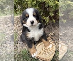 Small #2 Bernese Mountain Dog