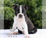 Small #4 Boston Terrier