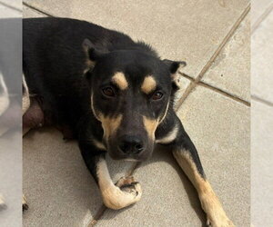 German Shorthaired Pointer-Unknown Mix Dogs for adoption in Tulsa, OK, USA