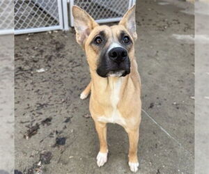 German Shepherd Dog-Unknown Mix Dogs for adoption in Aurora, IL, USA