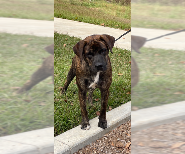 Medium Photo #2 Mutt Puppy For Sale in Mobile, AL, USA