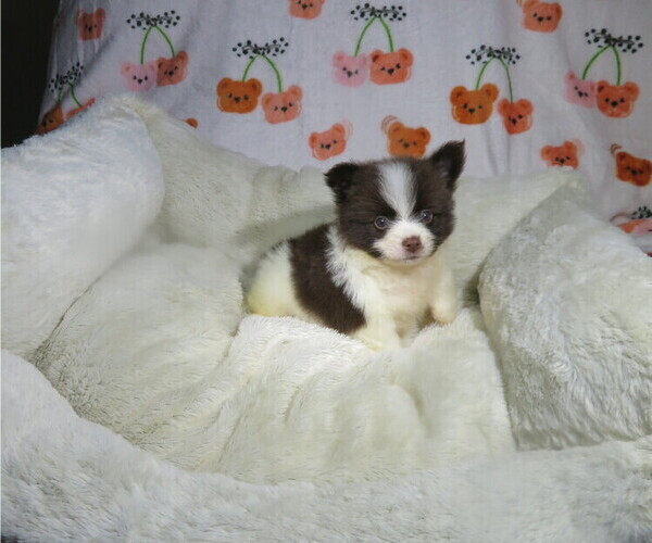Medium Photo #5 Pomeranian Puppy For Sale in COOKEVILLE, TN, USA