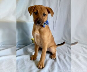 Labrador Retriever-Unknown Mix Dogs for adoption in Plainfield, IL, USA